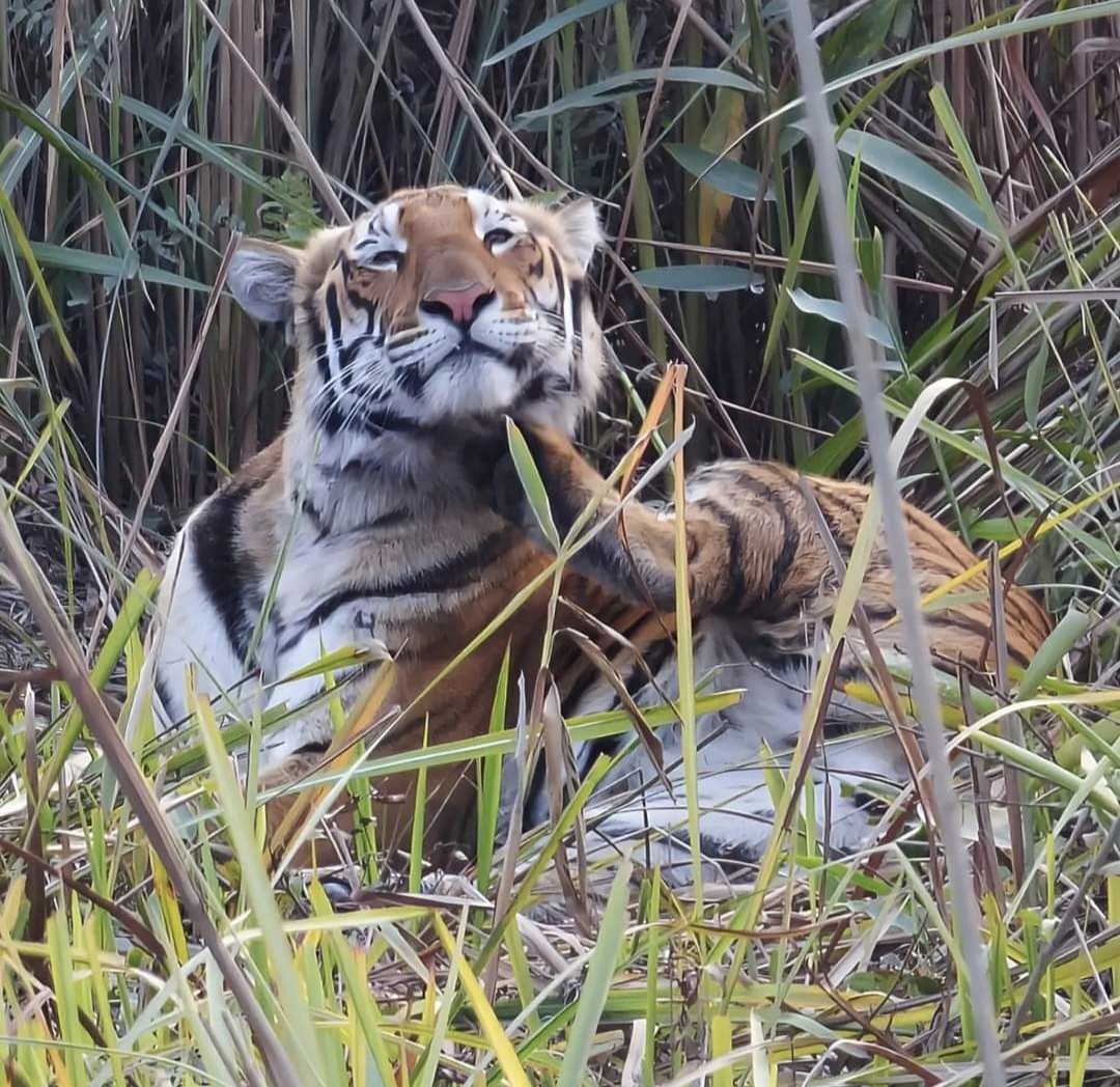Kaziranga Tiger