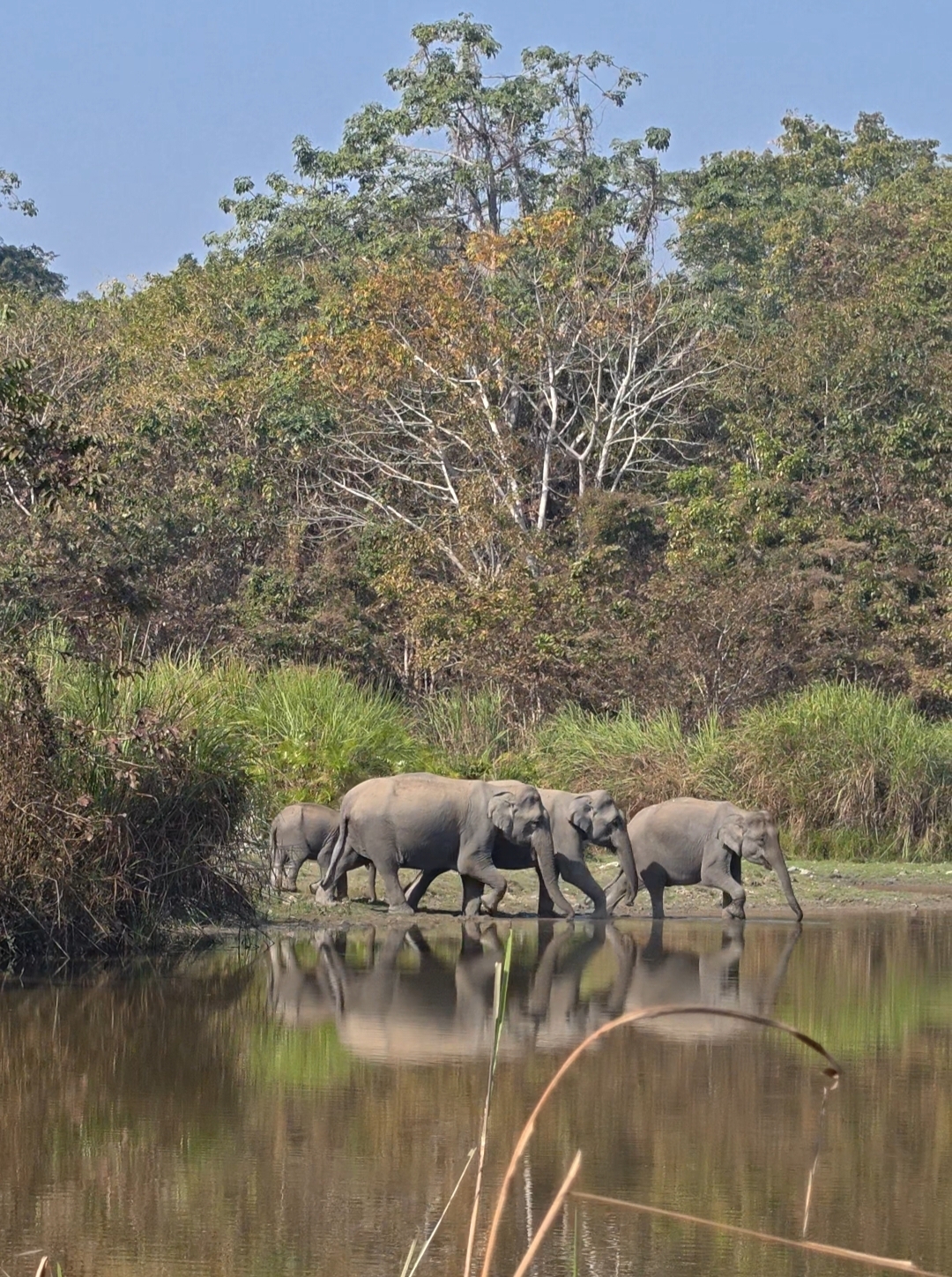 Kaziranga Park