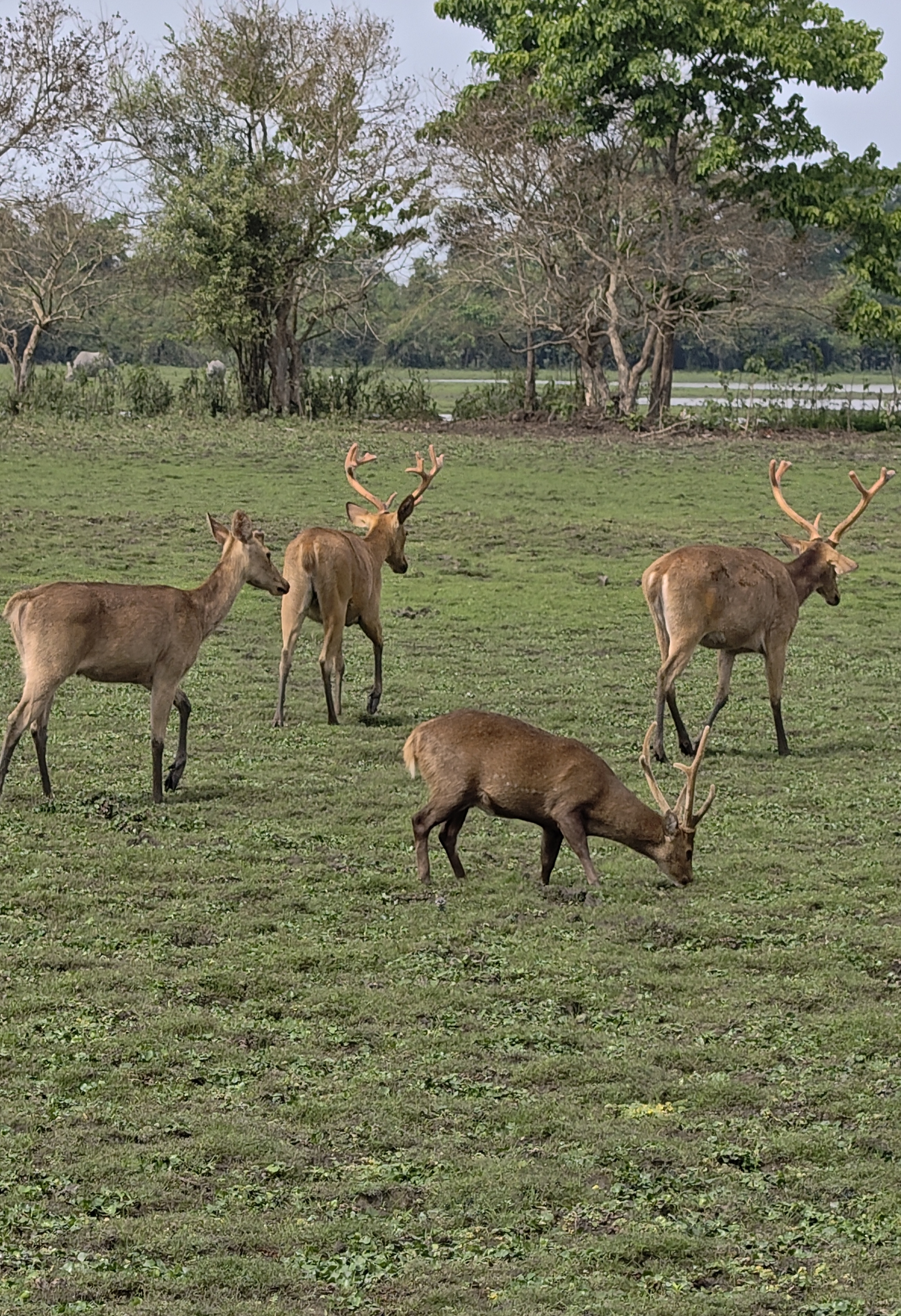 Kaziranga Wildlife