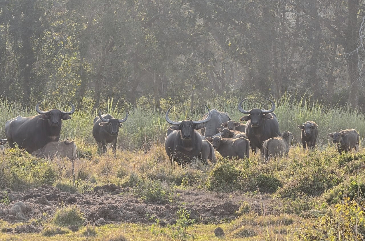 Kaziranga Safari