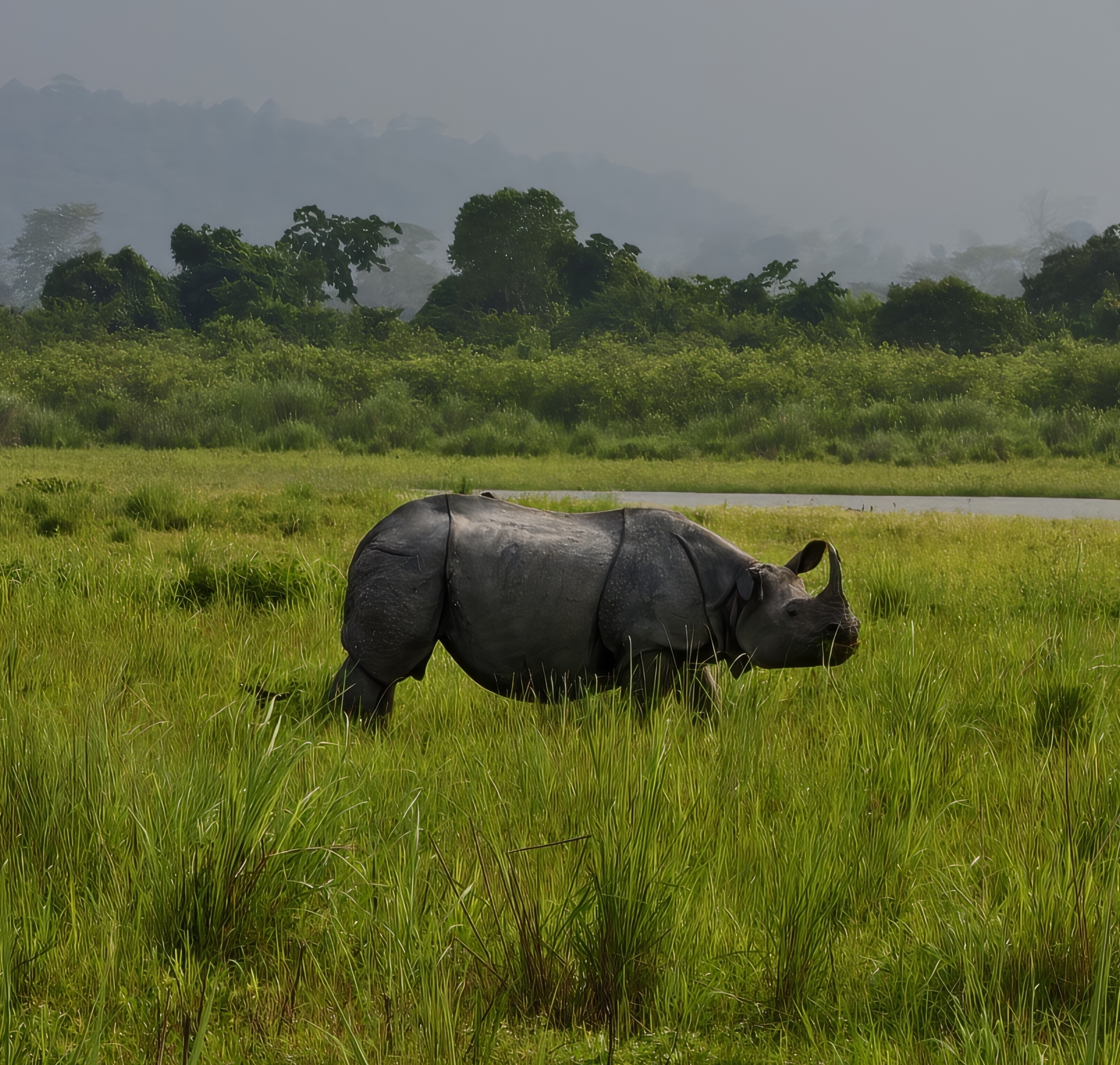 Kaziranga Rhino
