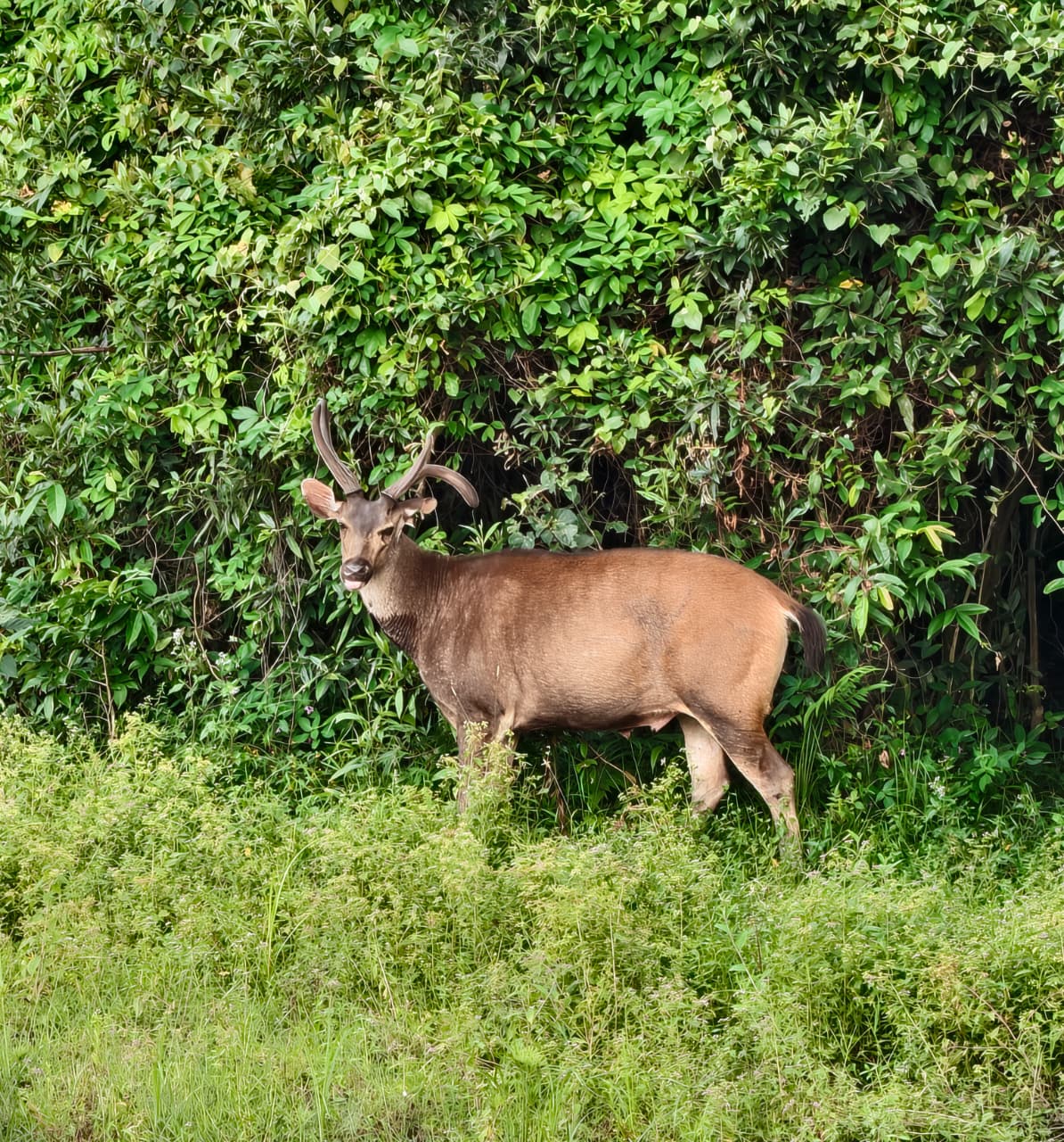 Kaziranga Samber