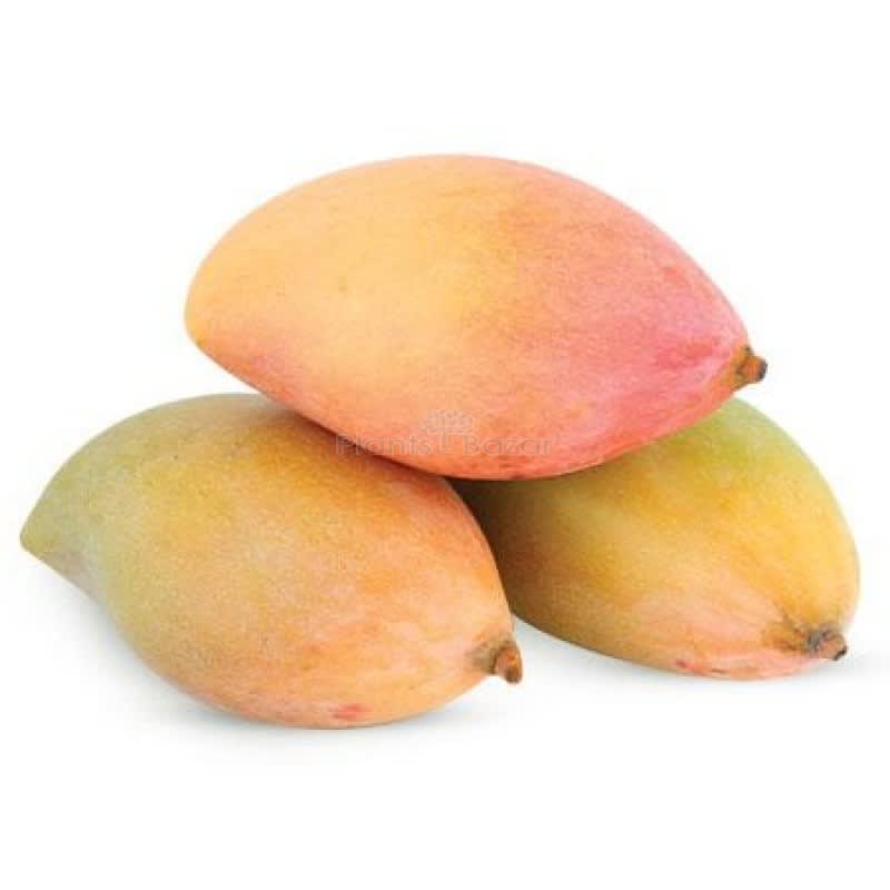Mango (tota)