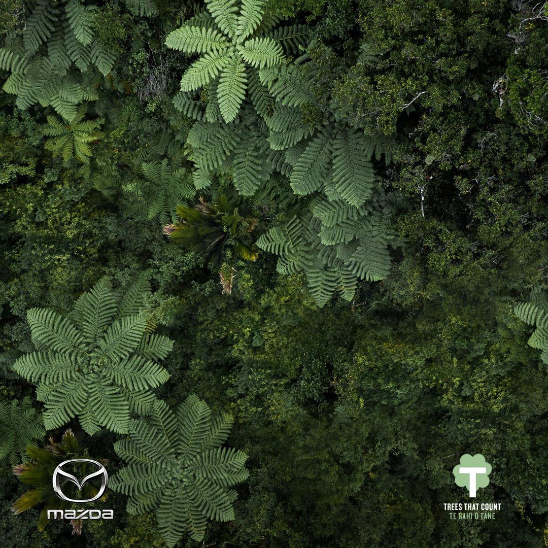 Rainforest as seen from above