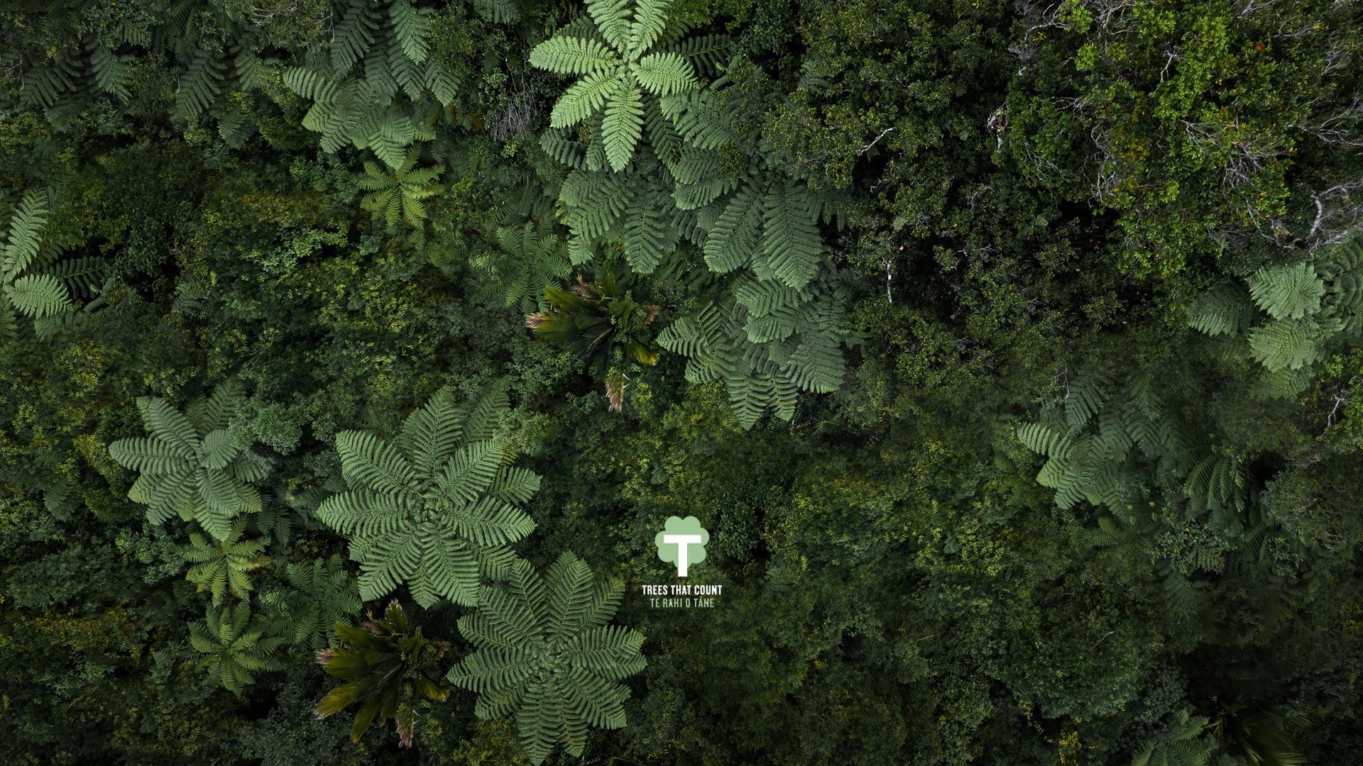 Rainforest as seen from above
