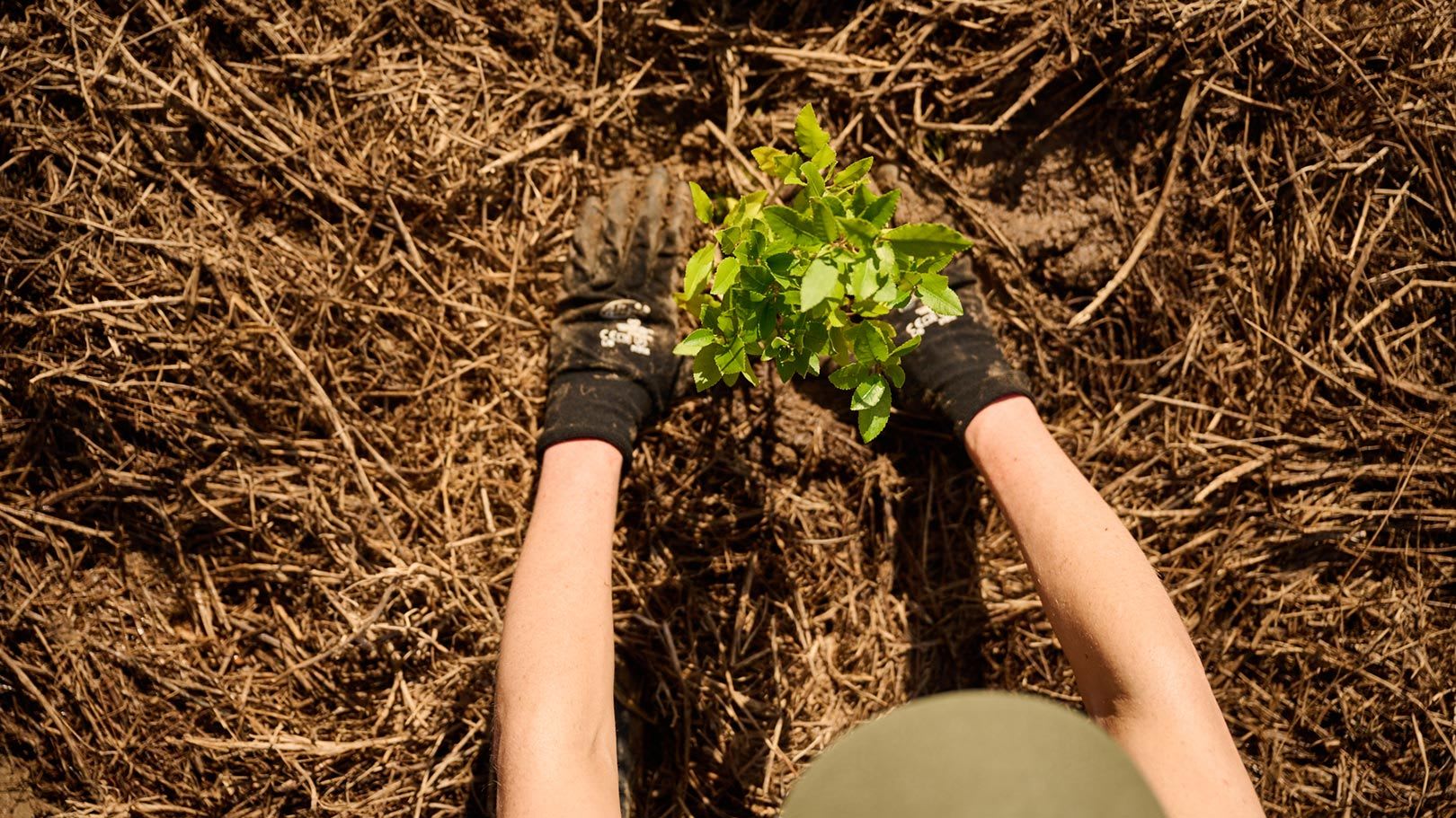 Hands visible planting a small tree under mulch