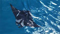 Mazda Foundation recipient October 2023 - Manta Watch New Zealand Charitable Trust