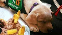 Mazda Foundation recipient March 2023 - Mobility Assistance Dogs Trust