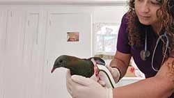 Mazda Foundation recipient June 2022 - BirdCare Aotearoa