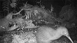 Mazda Foundation recipient June 2022 - Maungatautari Ecological Island Trust