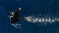 Mazda Foundation recipient March 2022 - Manta Watch New Zealand Charitable Trust