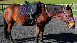 Mazda Foundation recipient March 2022 - Richmond Group Riding for the Disabled Incorporated