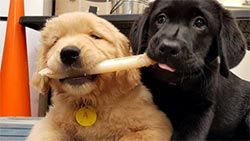 Mazda Foundation recipient September 2021 - Mobility Assistance Dogs Trust