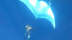 Mazda Foundation recipient June 2021 - Manta Watch New Zealand Charitable Trust