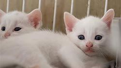 Mazda Foundation recipient March 2021 - The Helping Paws Charitable Trust