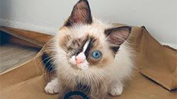 Mazda Foundation recipient March 2020 - The Helping Paws Charitable Trust