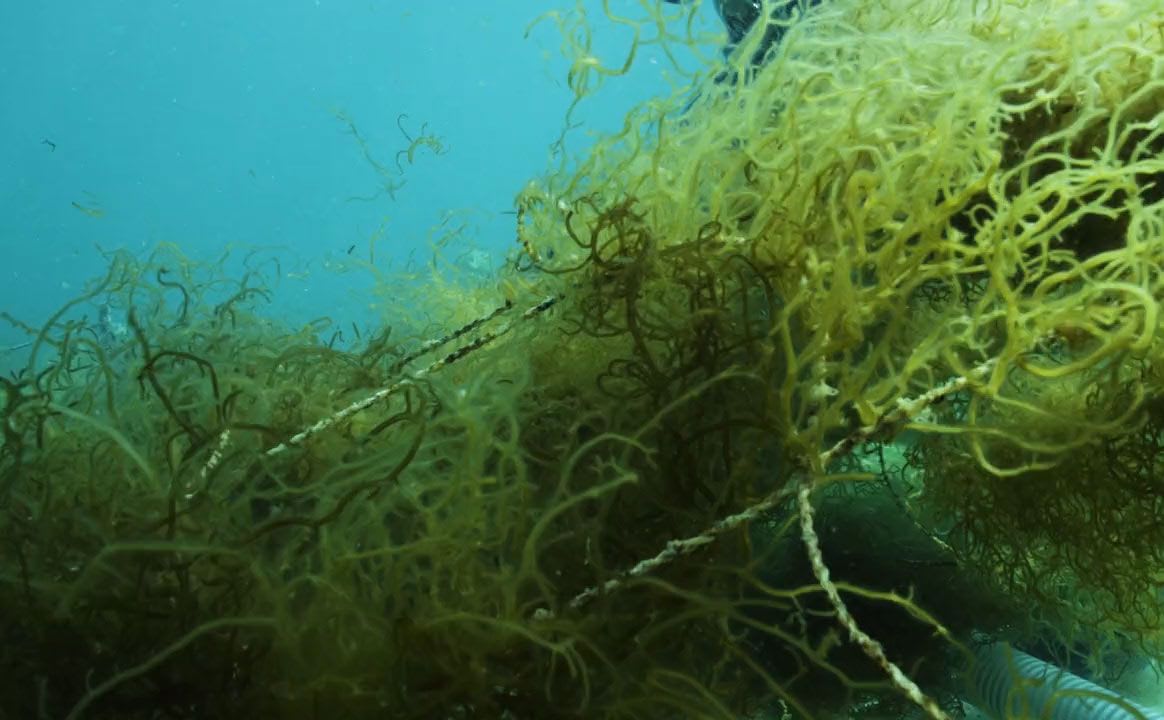 Carbon capturing seaweed in the ocean