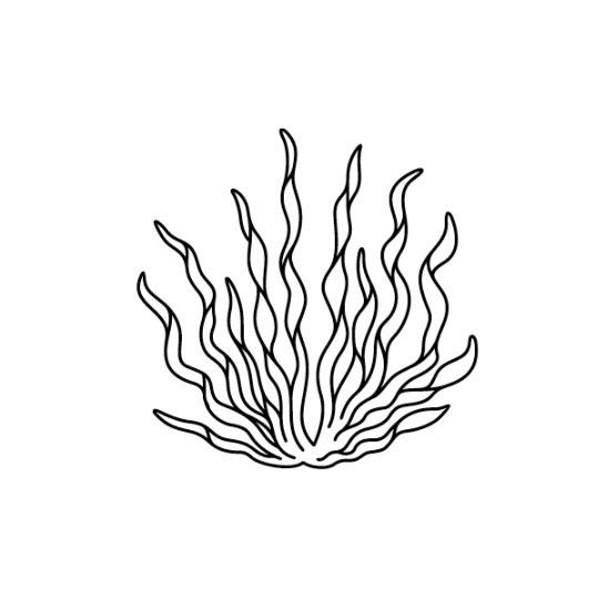 Seaweed icon