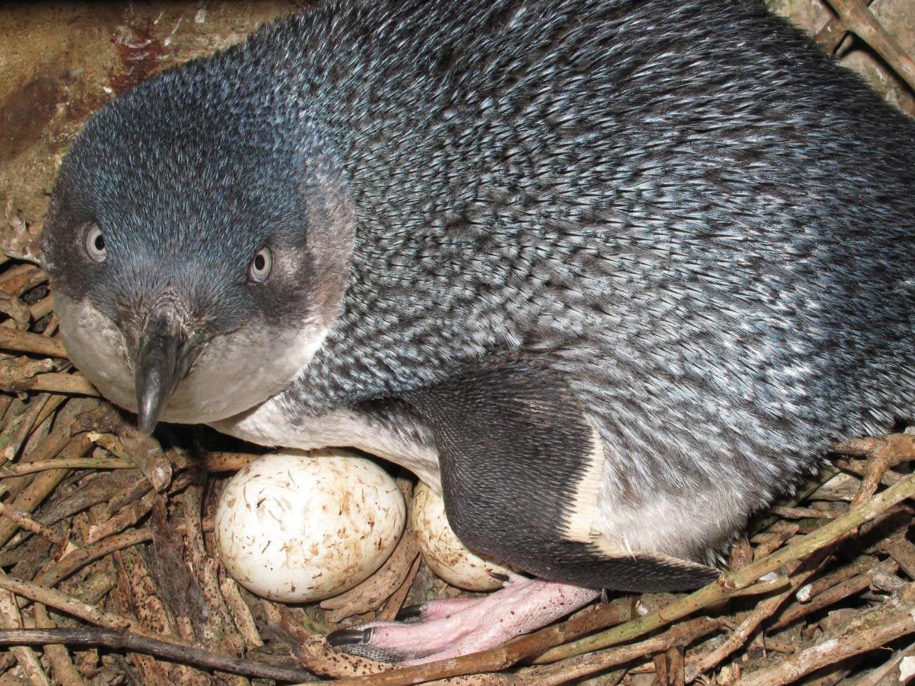 Kiwi bird in a nest with an egg
