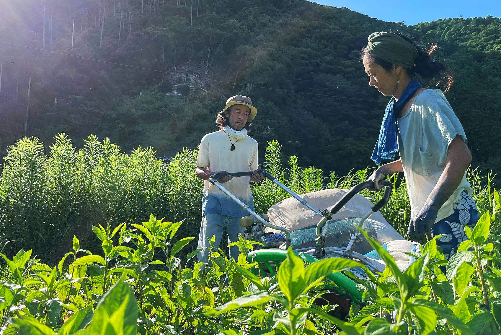 Japanese man and woman harvesting plants to use in textile making