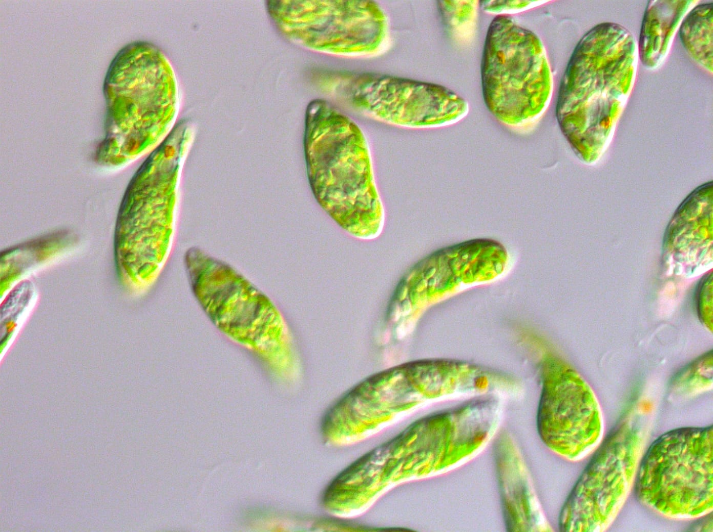 Close up of microalgae, which is cultured in a factory and combined with cooking fat