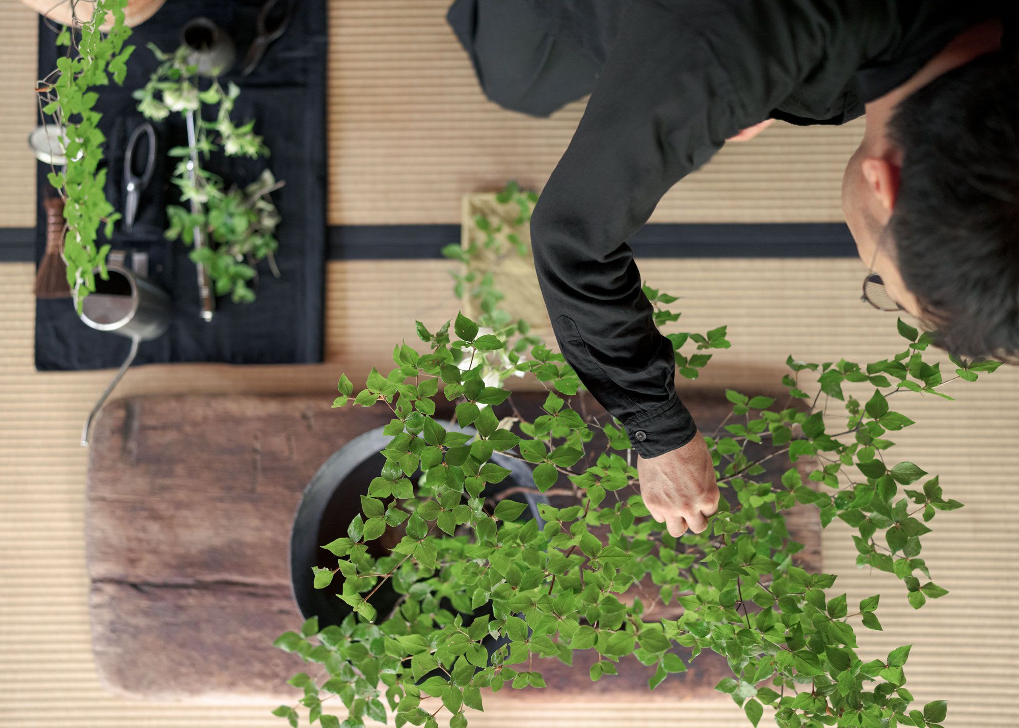 Top view of a man trimming a potted plant