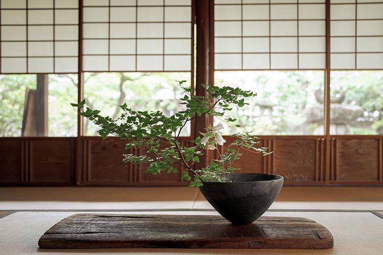 Potted plant on a wooden board inside a traditional Japanese house