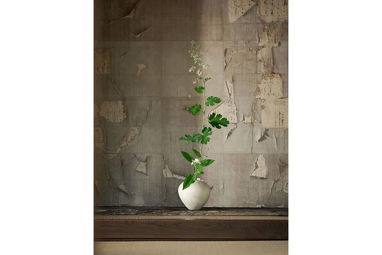 Plant in a round white pot in front of a brick wall