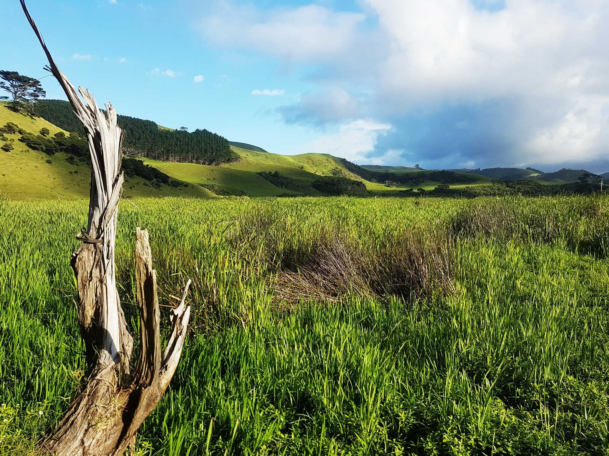 Landscape image from Auckland’s Waitakere River Valley with a dead tree branch in the foreground