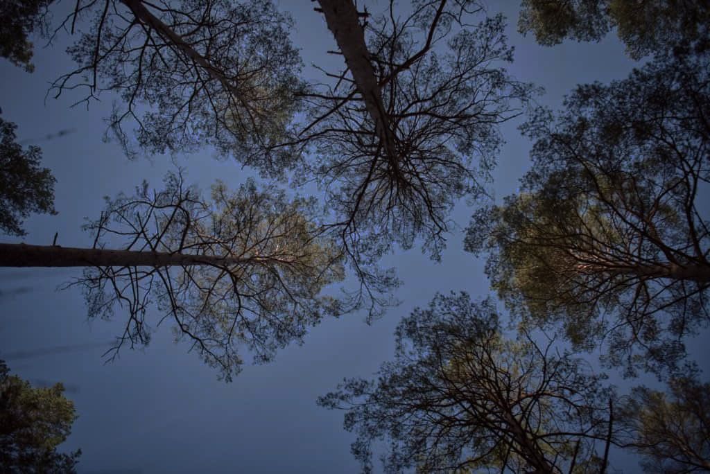 Looking up at the sky through the trees in a forest