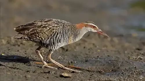 A vulnerable native New Zealand bird: The Band Rail