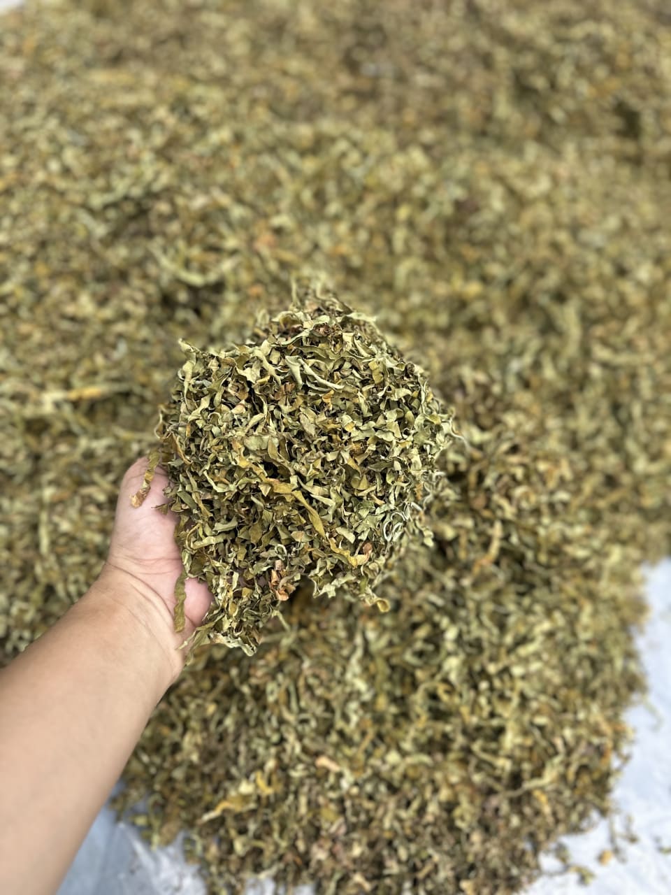 Dried taro leaves