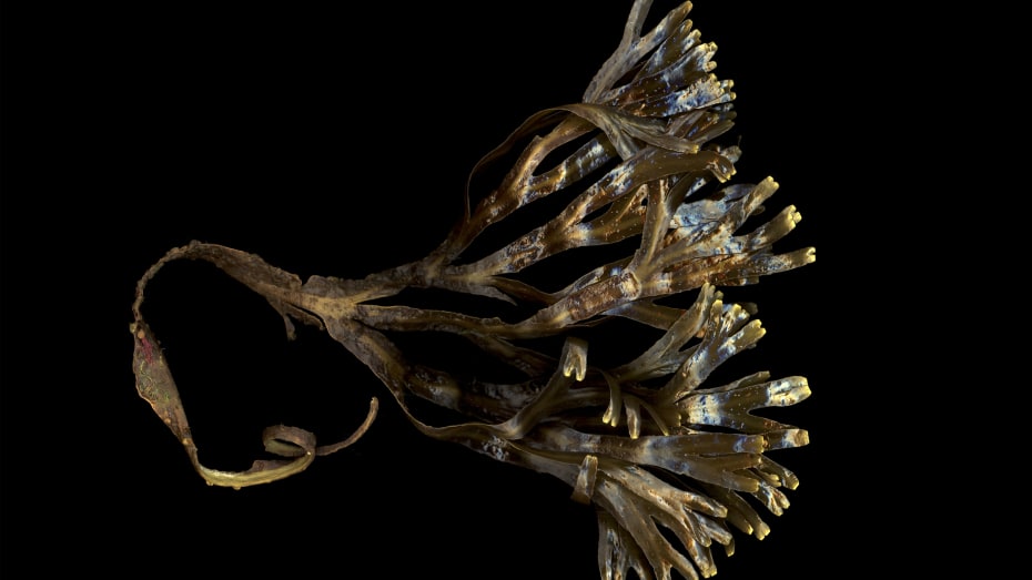 Havenes evne til at opsamle varme og CO₂ fra atmosfæren er under pres, og det er også nogle af de bittesmå marine organismer, der hjælper med at støvsuge for kulstof og deponere det i de dybe haves bund