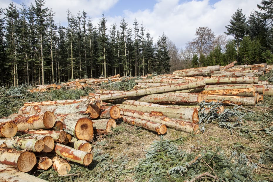 En urørt skov ville binde 1.000 tons CO2 pr. km² om året som en normal dyrket skov. For eksempel ender de fældede træer som planker, brædder, gulve og møbler, hvori kulstoffet er bundet mange år.