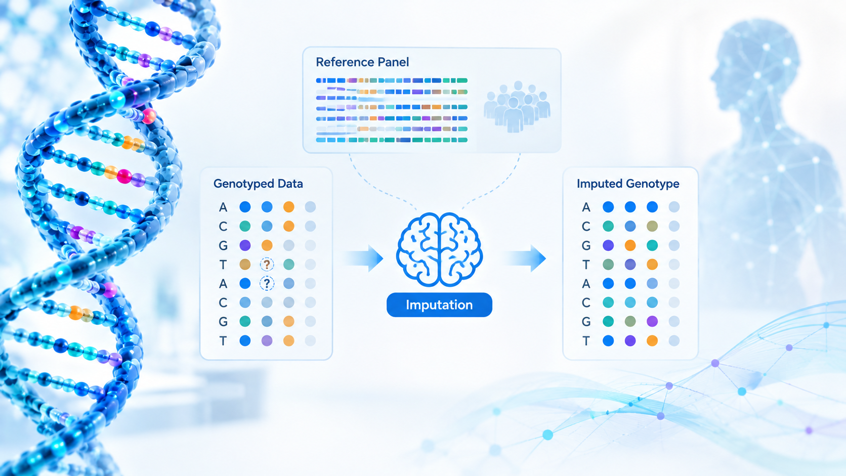 Illustration showing genotype imputation using known genetic variants and a reference panel to estimate missing variants.