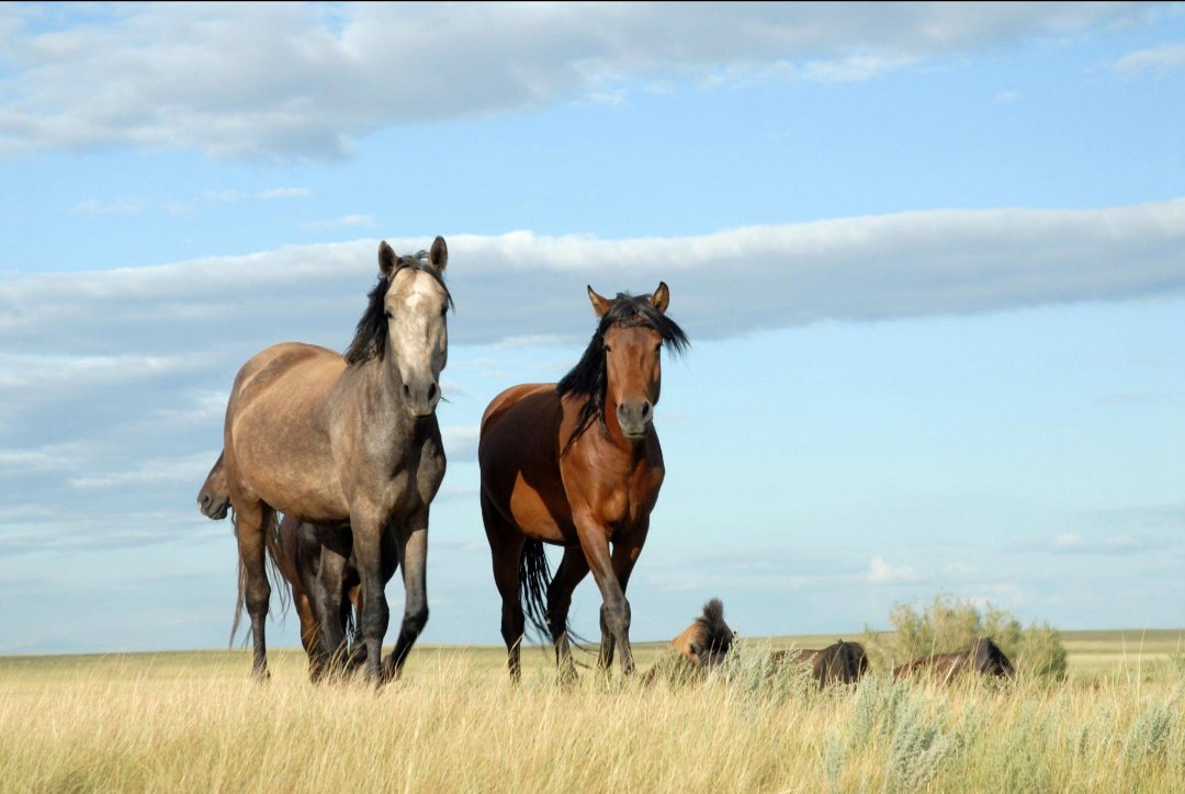 Figure 5. Horses on open grassland. Modern domestic horses descend from a lineage first raised near the lower Volga and Don.
