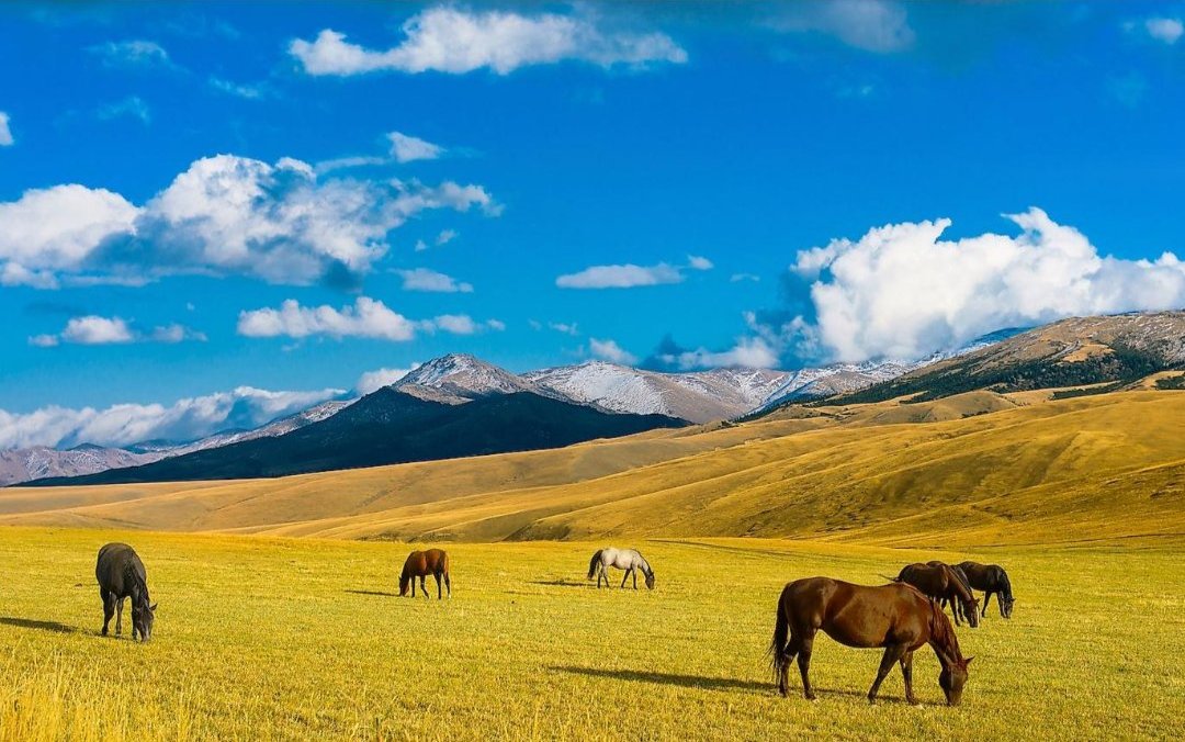 Figure 1. Horses on a mountain pasture. Steppe herders and their animals moved south slowly, over many generations.