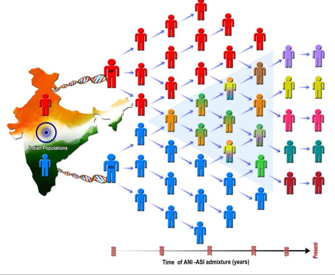 Figure 6. Mixing between the two ancestral groups, known as Ancestral North Indians (ANI) and Ancestral South Indians (ASI), over the last 5,000 years. Diagram from Moorjani et al. (2013) [17].