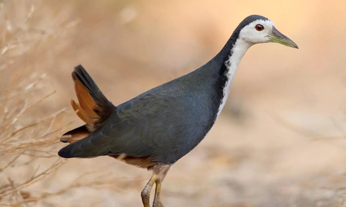 114 Bird Species Near Vizag Airport Wetland Raise Wildlife Hazard Concerns