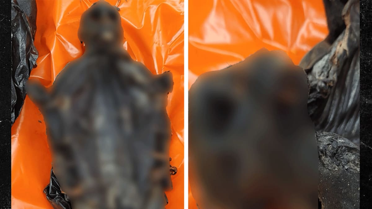 Why Did CBP Seize Primate Meat at Chicago O'Hare International Airport?