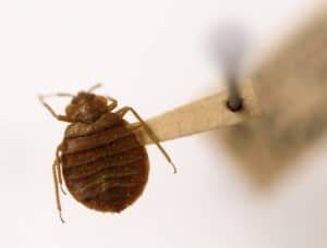 Virginia Family Seeks $200,000 From Delta, KLM Over Alleged Bed Bug Attack on Flight
