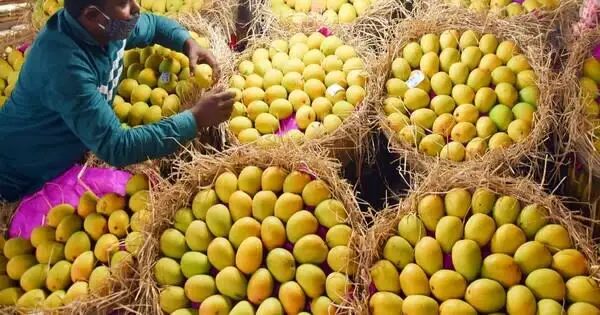 Air India Mango Express Moves 1,000 Tonnes in 2026 Peak