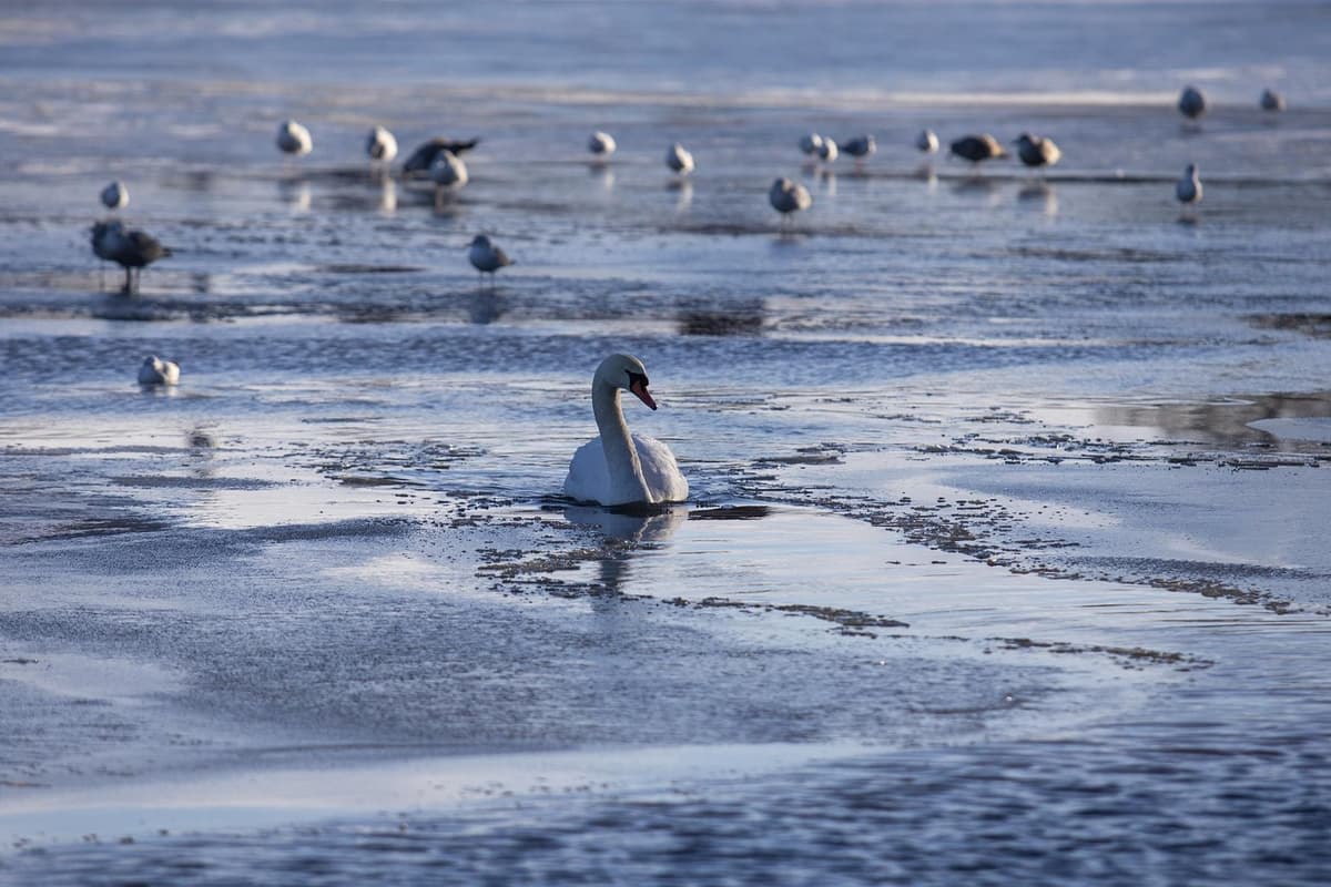 Belfast International Airport: 50 Flights Cancelled as New Snow Threat Looms.