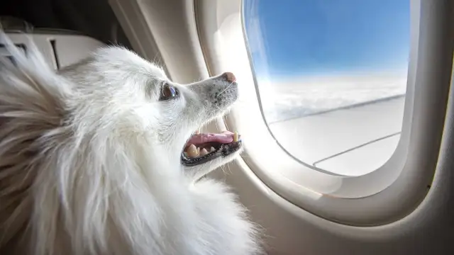 Which Major Airlines Allow Dogs in the Cabin and What Should They Eat Before Take-Off?