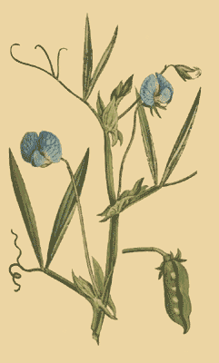 Botanical illustration of Lathyrus sativus (grass pea) — flowers, leaves and a seed pod