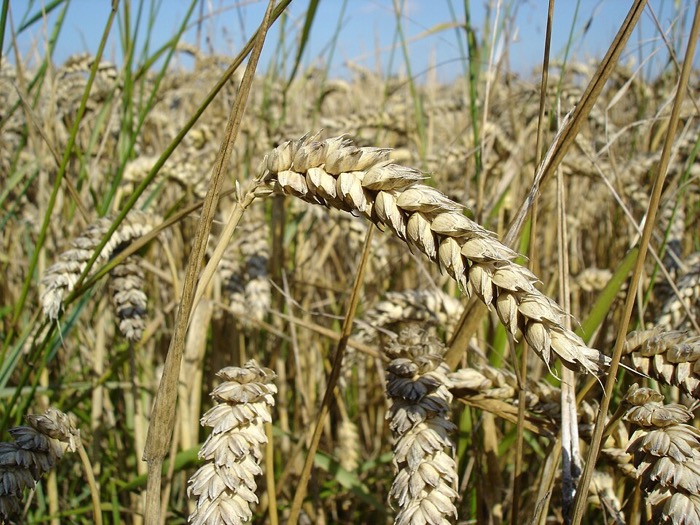 Wheat (Triticum aestivum) crop field, Malwa Plateau region