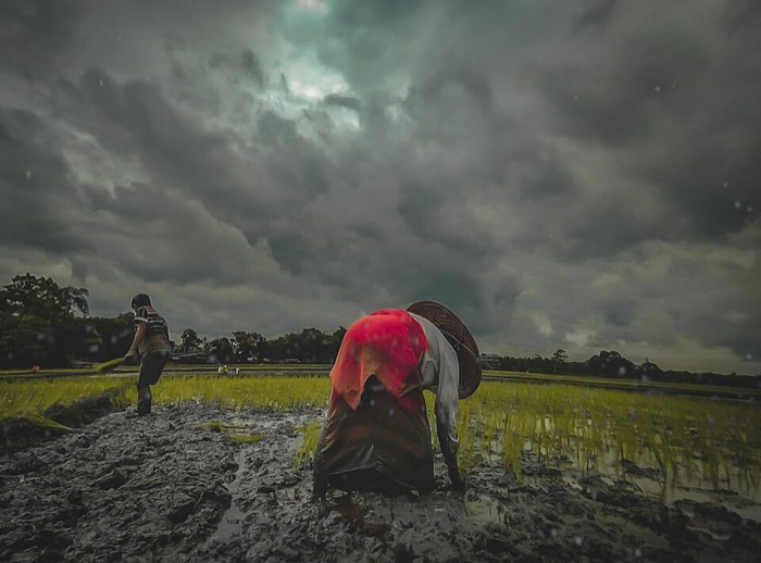 Rice paddy fields under cultivation, West Bengal, India