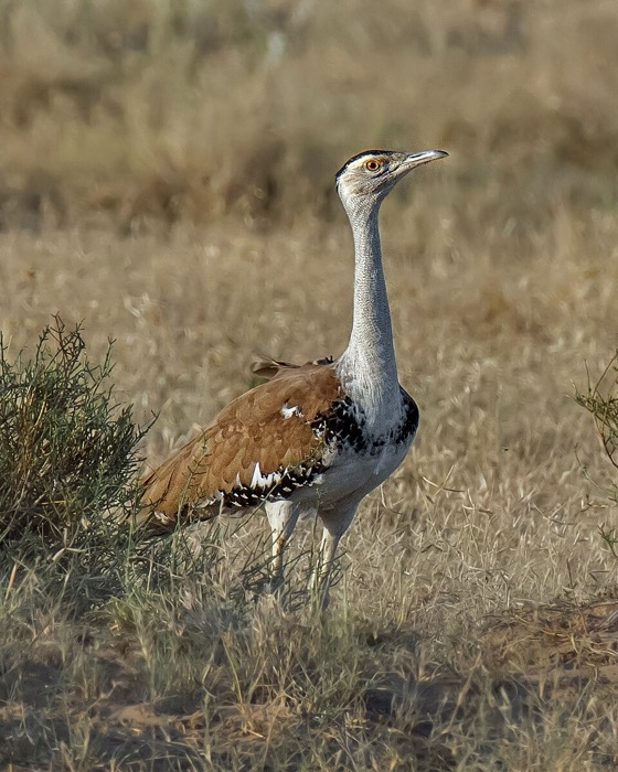 Great Indian Bustard (Ardeotis nigriceps)