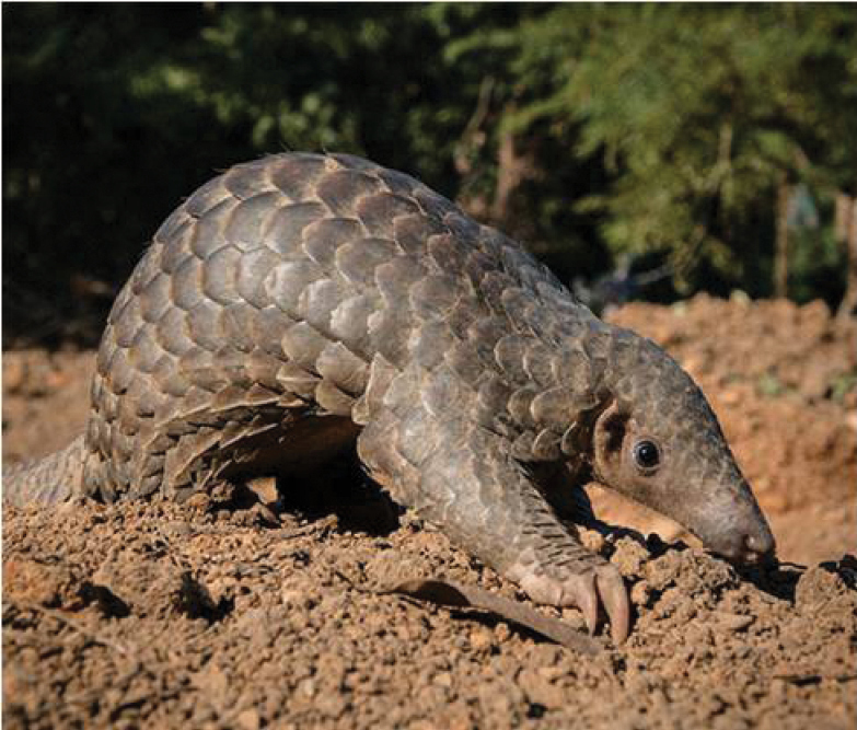 Indian Pangolin (Manis crassicaudata), a scaled, burrowing mammal and heavily trafficked endangered species