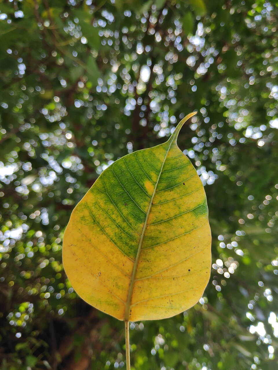 Pipal (Ficus religiosa) leaf, showing its distinctive heart shape and long drip tip